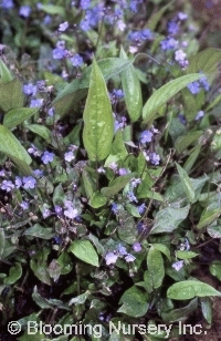 Omphalodes cappadocica 'Cherry Ingram'